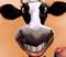 Cow's detail