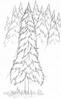 arbres1_mini.jpg